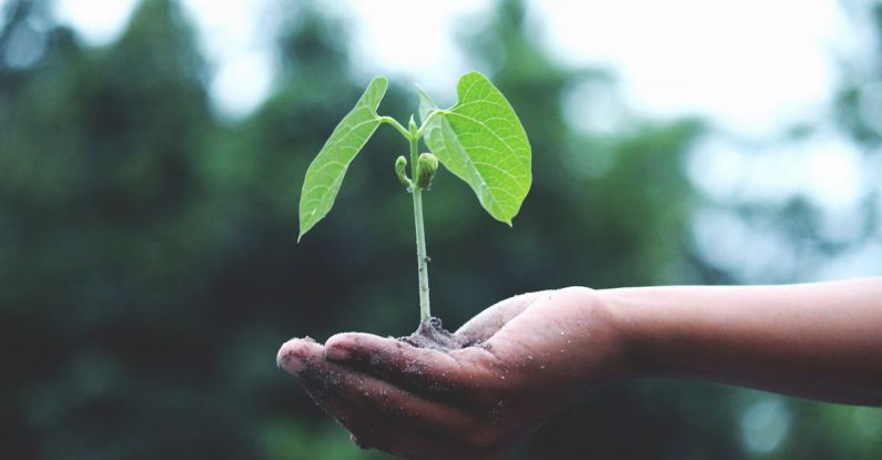 Plant Growth - Person Holding A Green Plant