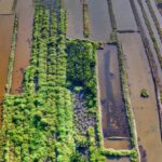 Urban Farm - Aerial View of Rice Field Near Houses