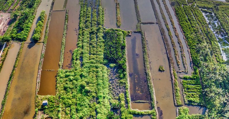Urban Farm - Aerial View of Rice Field Near Houses