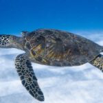 Wildlife Habitats - Big aquatic turtle swimming in blue sea