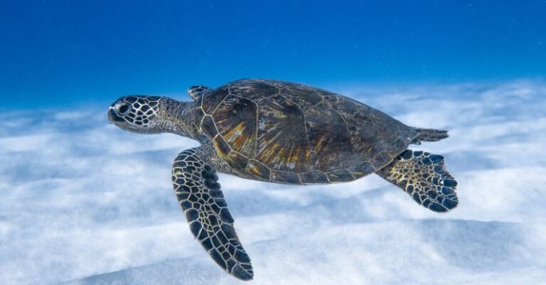 Wildlife Habitats - Big aquatic turtle swimming in blue sea