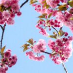 Low-Maintenance Garden - Low Angle View of Pink Flowers Against Blue Sky