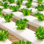 Hydroponics - View of Vegetables