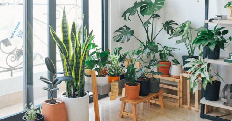 What’s Required to Create an Indoor Garden in Low Light Apartments?