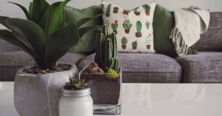 Houseplants - Photo of Plants on the Table