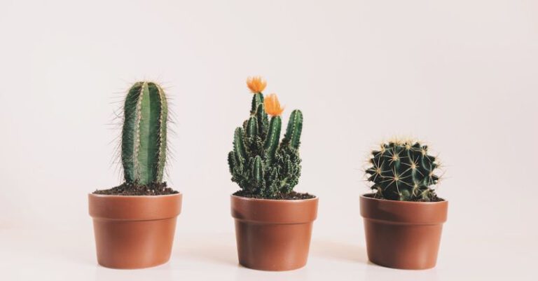 Potted Plants - Three Potted Cactus Plants