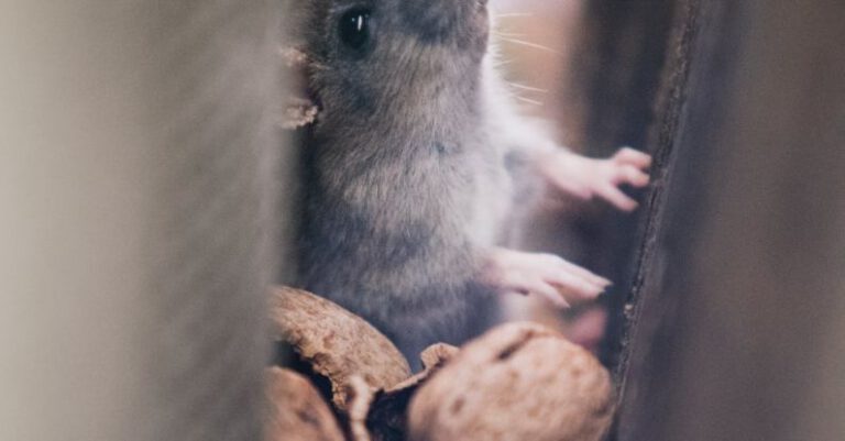 Pests - Soft Focus of Mice through Walls