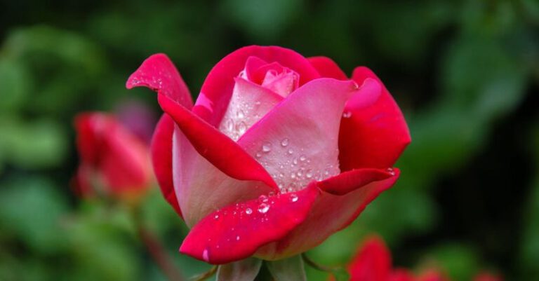 Flowers - Close Photography of Red and Pink Rose