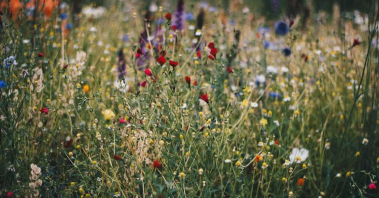 Can You Use Wildflowers to Create Eco-friendly Arrangements?